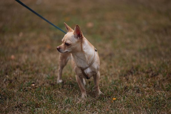 How to soothe your shih tzu: key techniques for stress-free grooming sessions